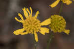 Coastal plain honeycombhead